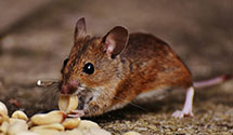 24 Hour & Emergency Exterminators in Black Earth, WI